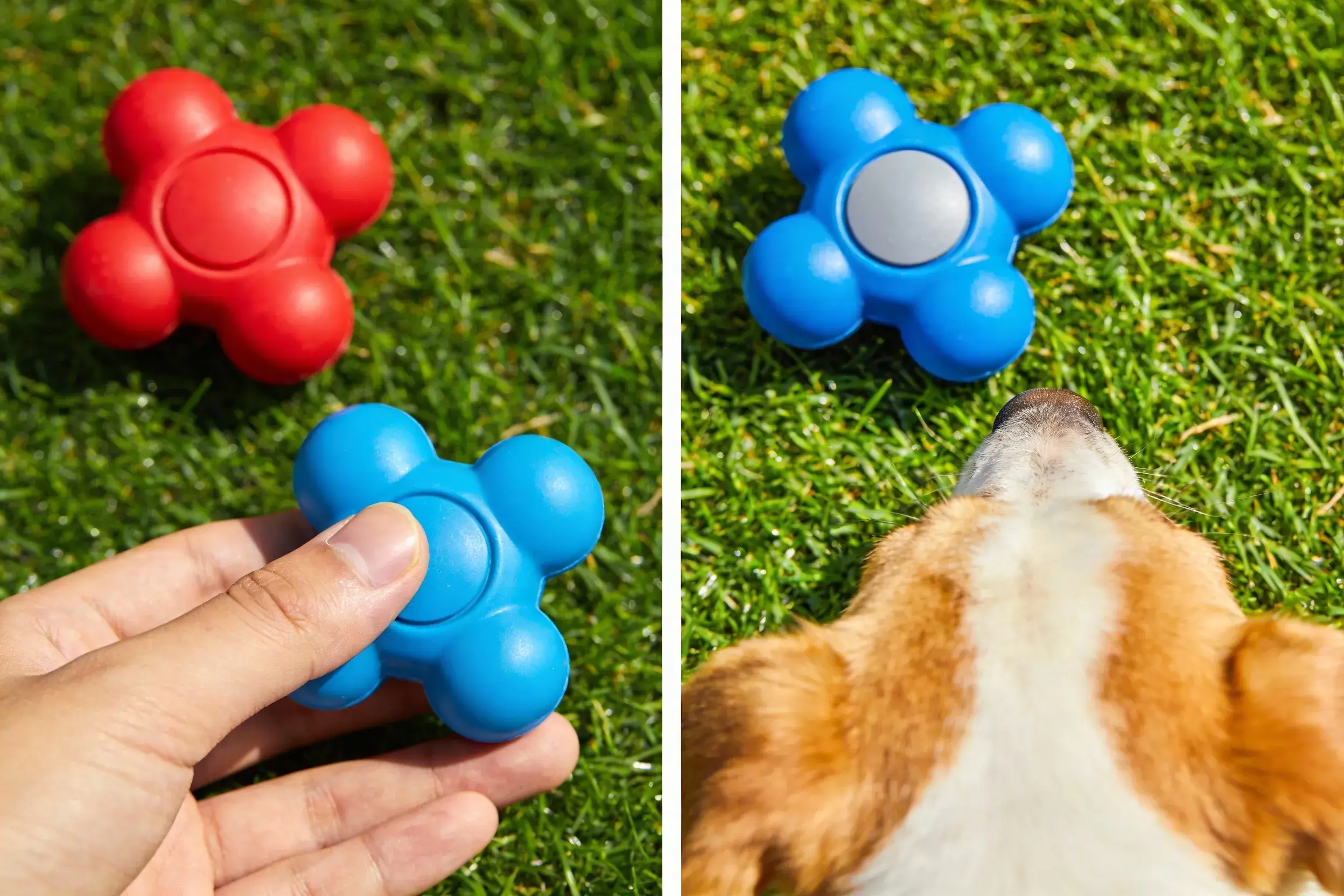 Side-by-side comparison of human and dog vision: red toy on green grass appears gray to dogs, blue toy stands out brightly
