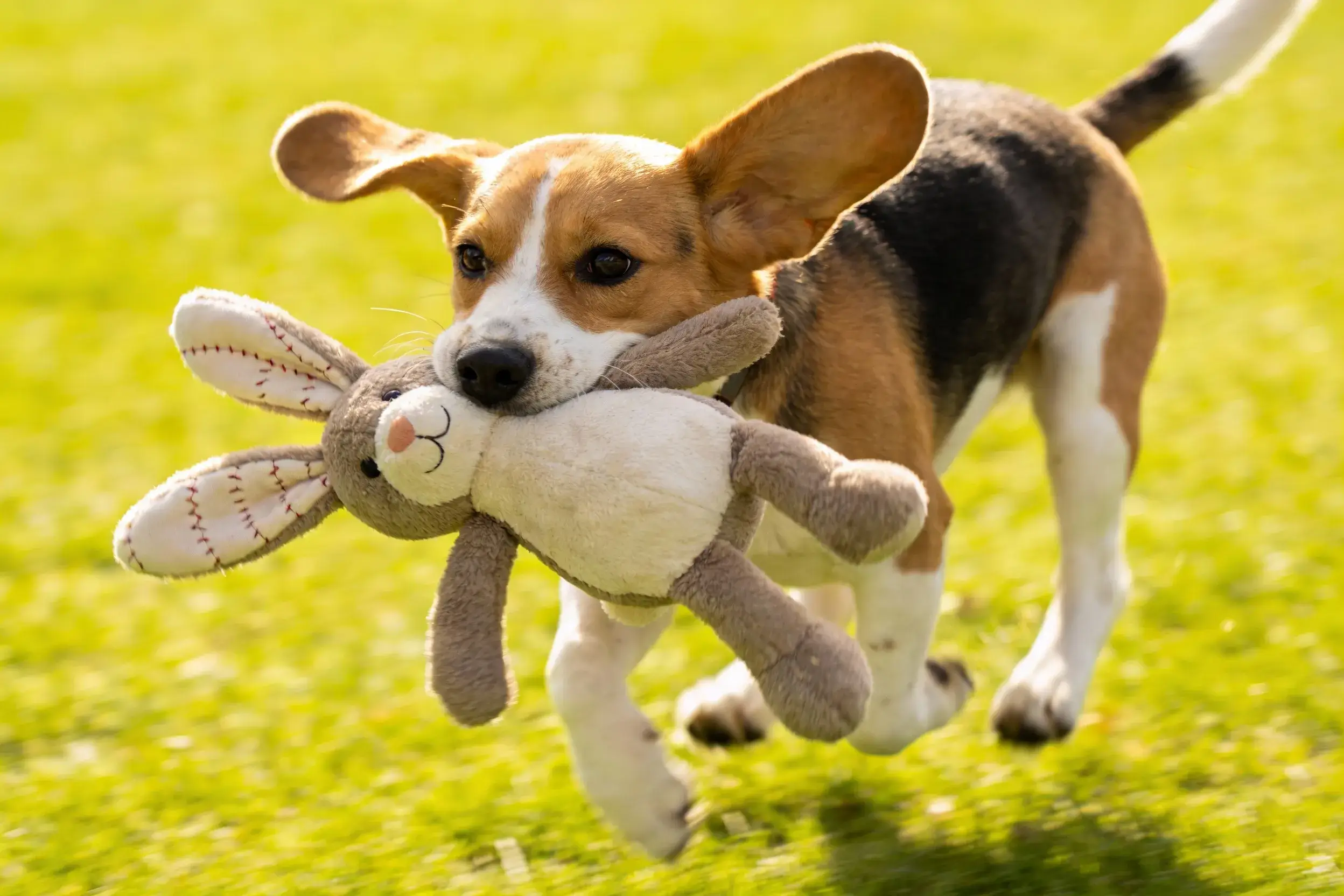 Dog holding a plush rabbit toy, ears flopping, mid-recall