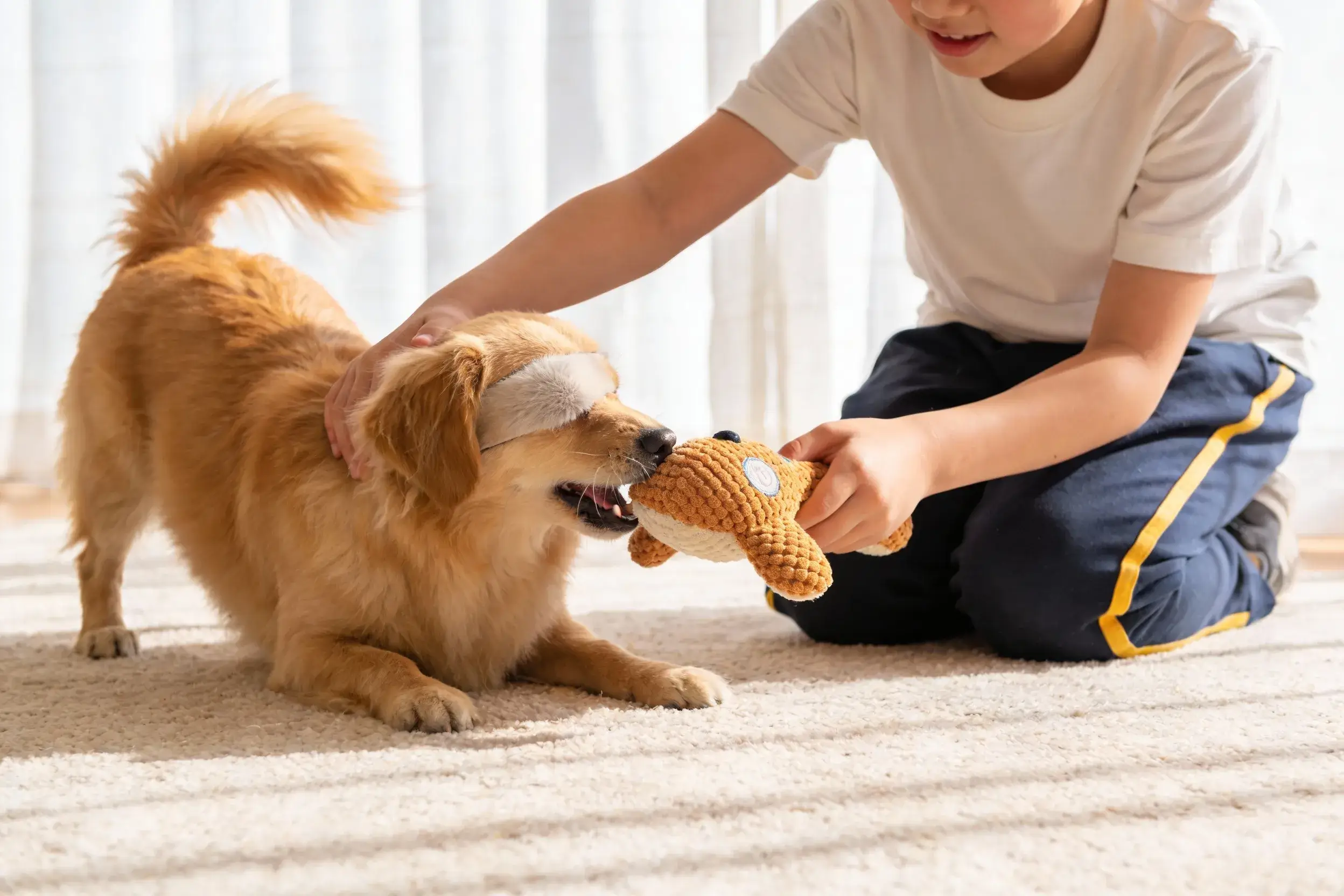 Owner playing gently with a blind dog using a squeaky plush toy